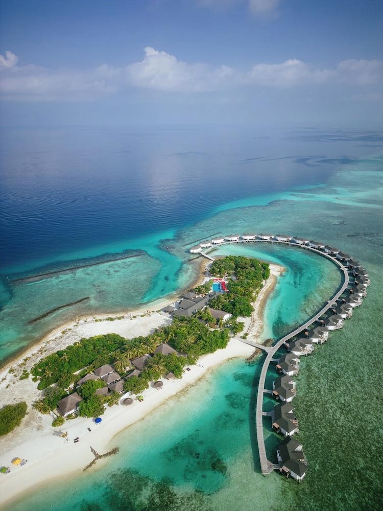 سينامون دونفيلي جزر المالديف