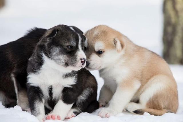 روفا فيزيت سنتر